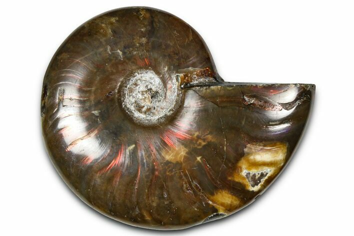 Polished Red Flash Ammonite (Cleoniceras) Fossil - Madagascar #367694